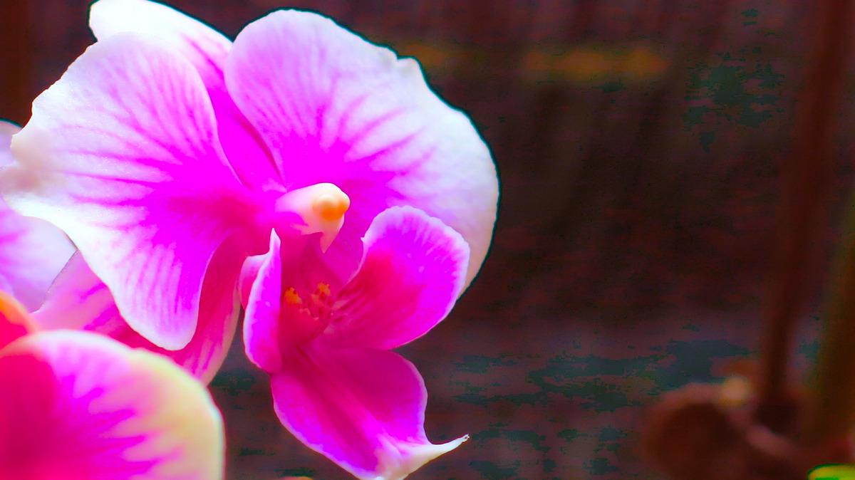图虫静物摄影：花卉组图-朦胧篇