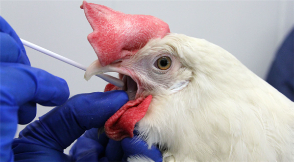H5N1禽流感致****引世卫关注：事发柬埔寨、9年来首次
