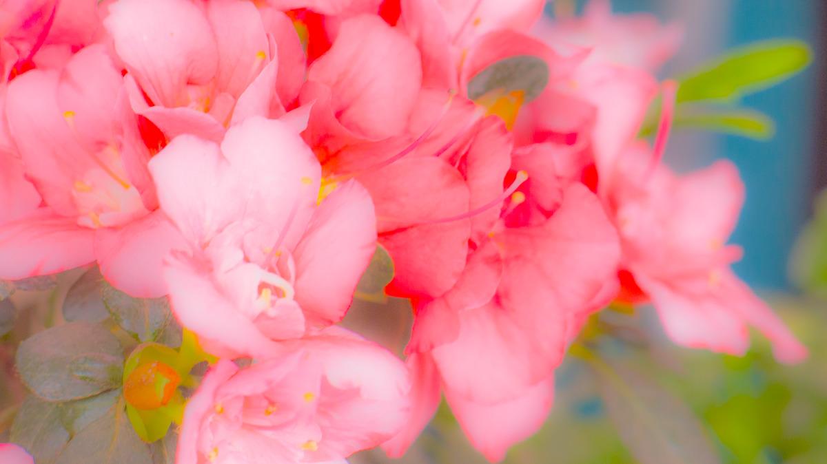 图虫静物摄影：花卉组图-朦胧篇